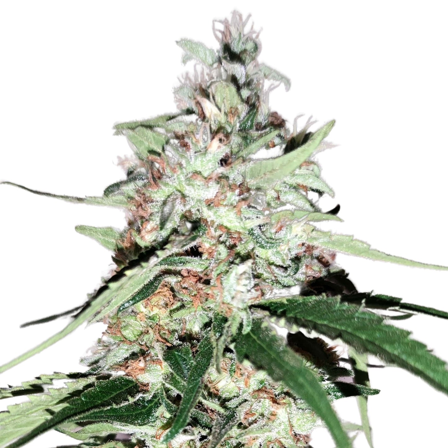 BIG SUR HOLY WEED
