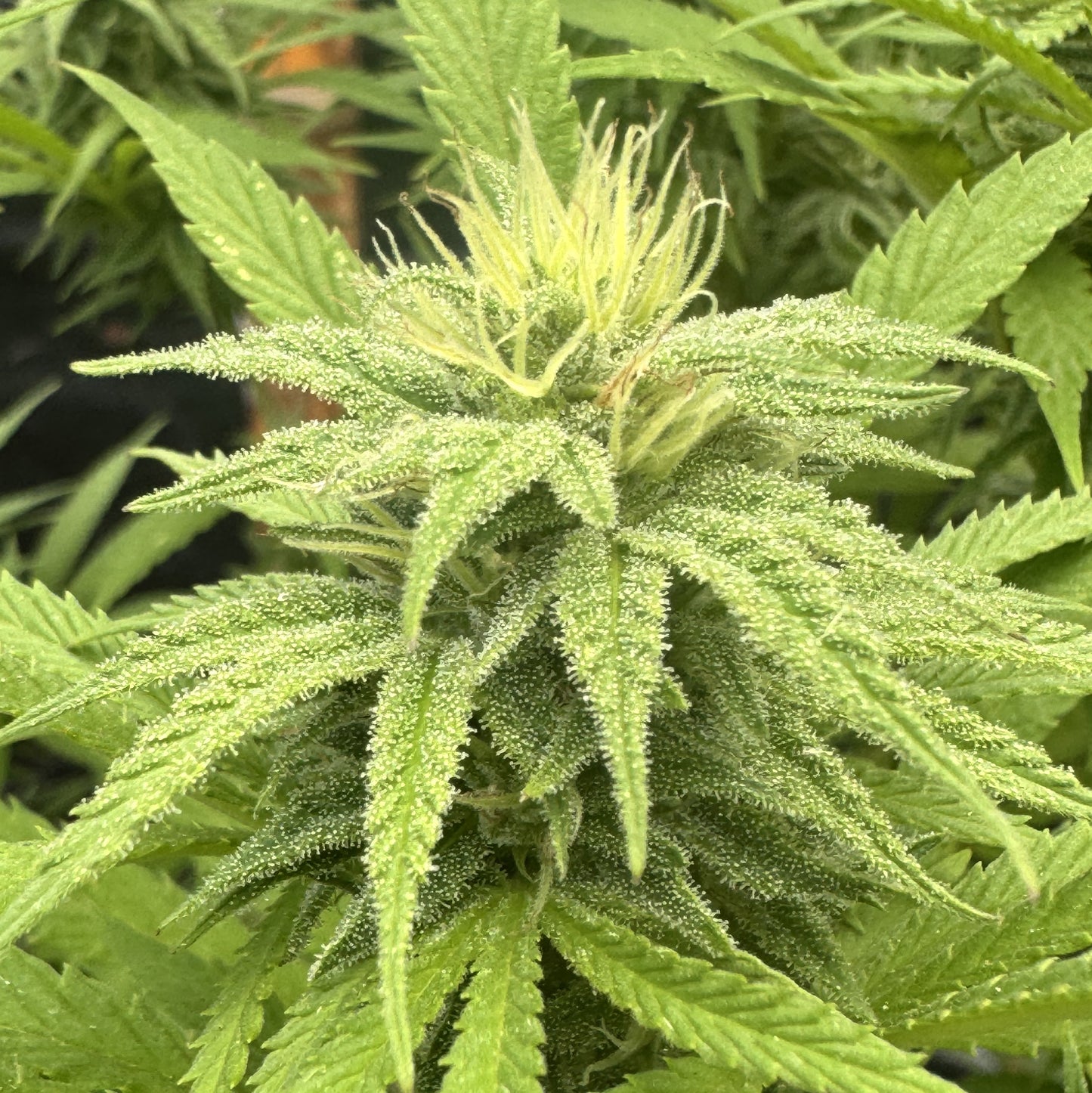 CINDY’S GRAPEFRUIT KUSH