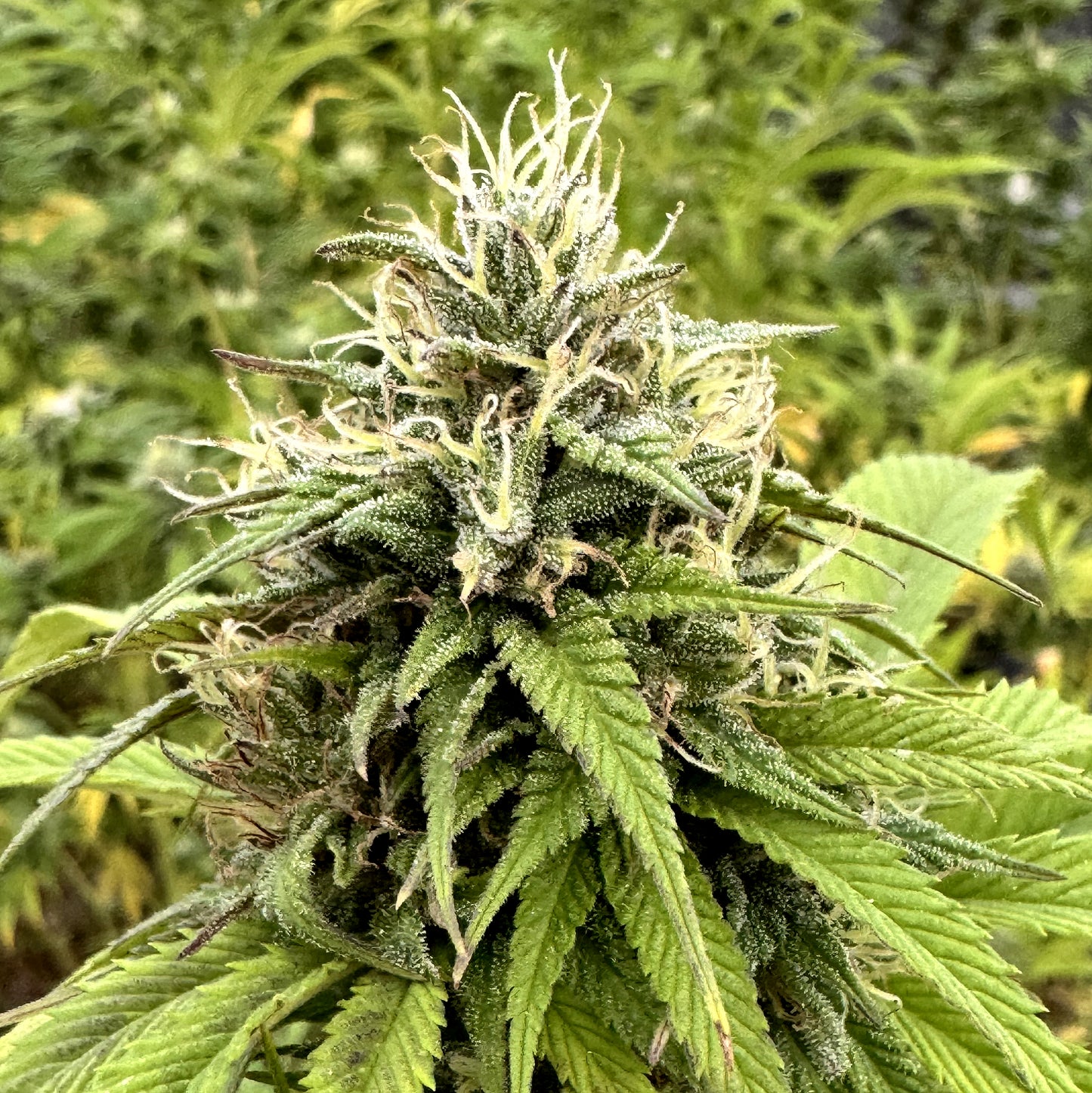 MEMORIES OF AFGHANISTAN