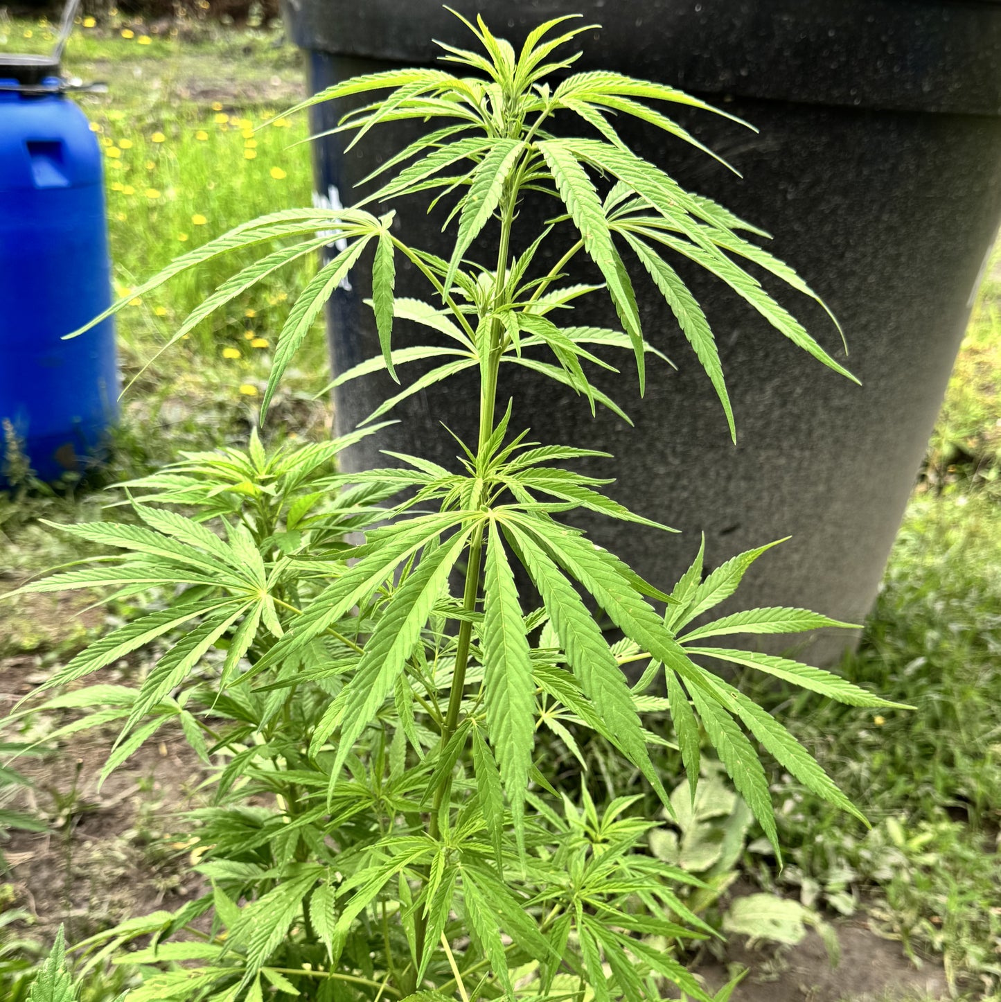 SHANTIBABA'S WHITE WIDOW