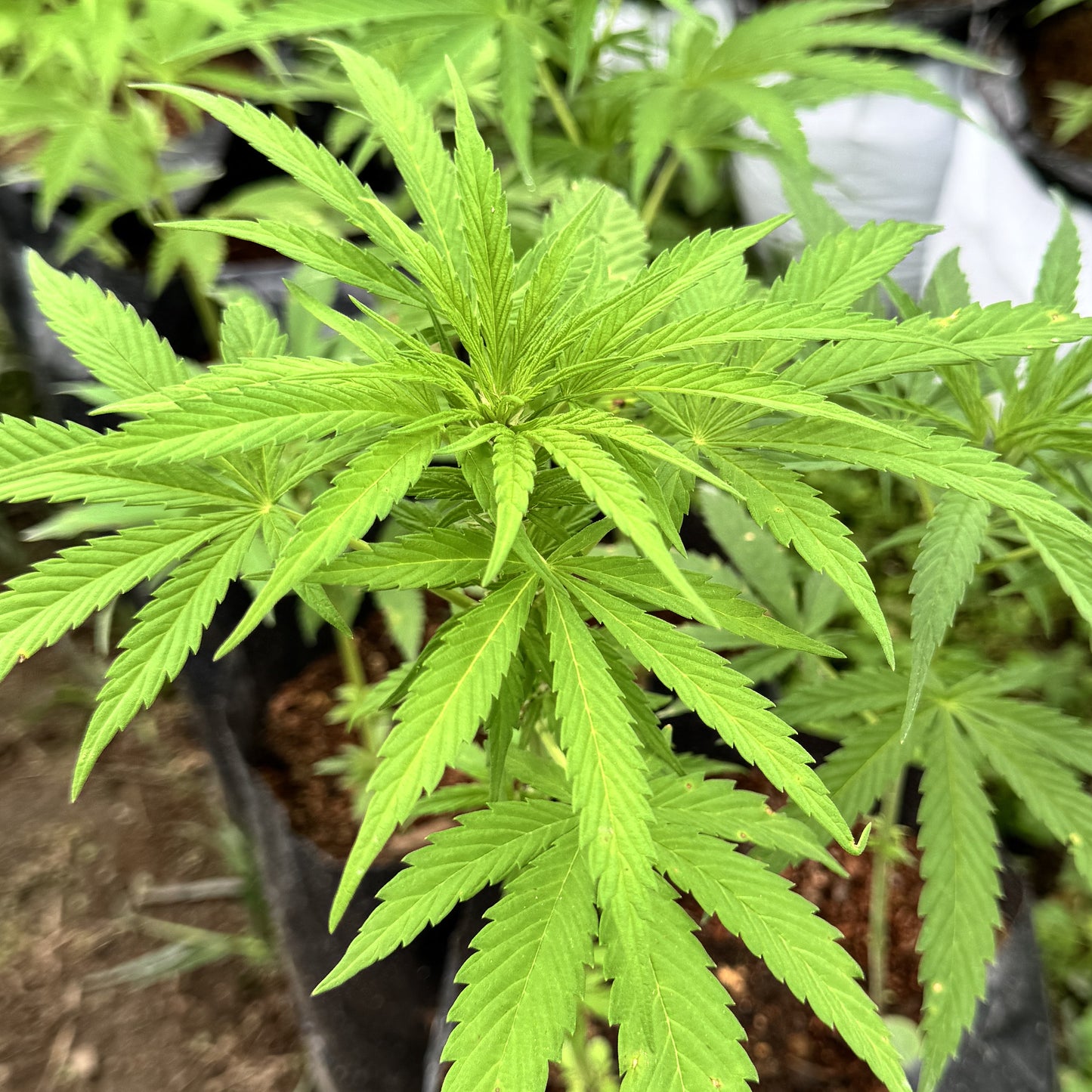 MEMORIES OF AFGHANISTAN