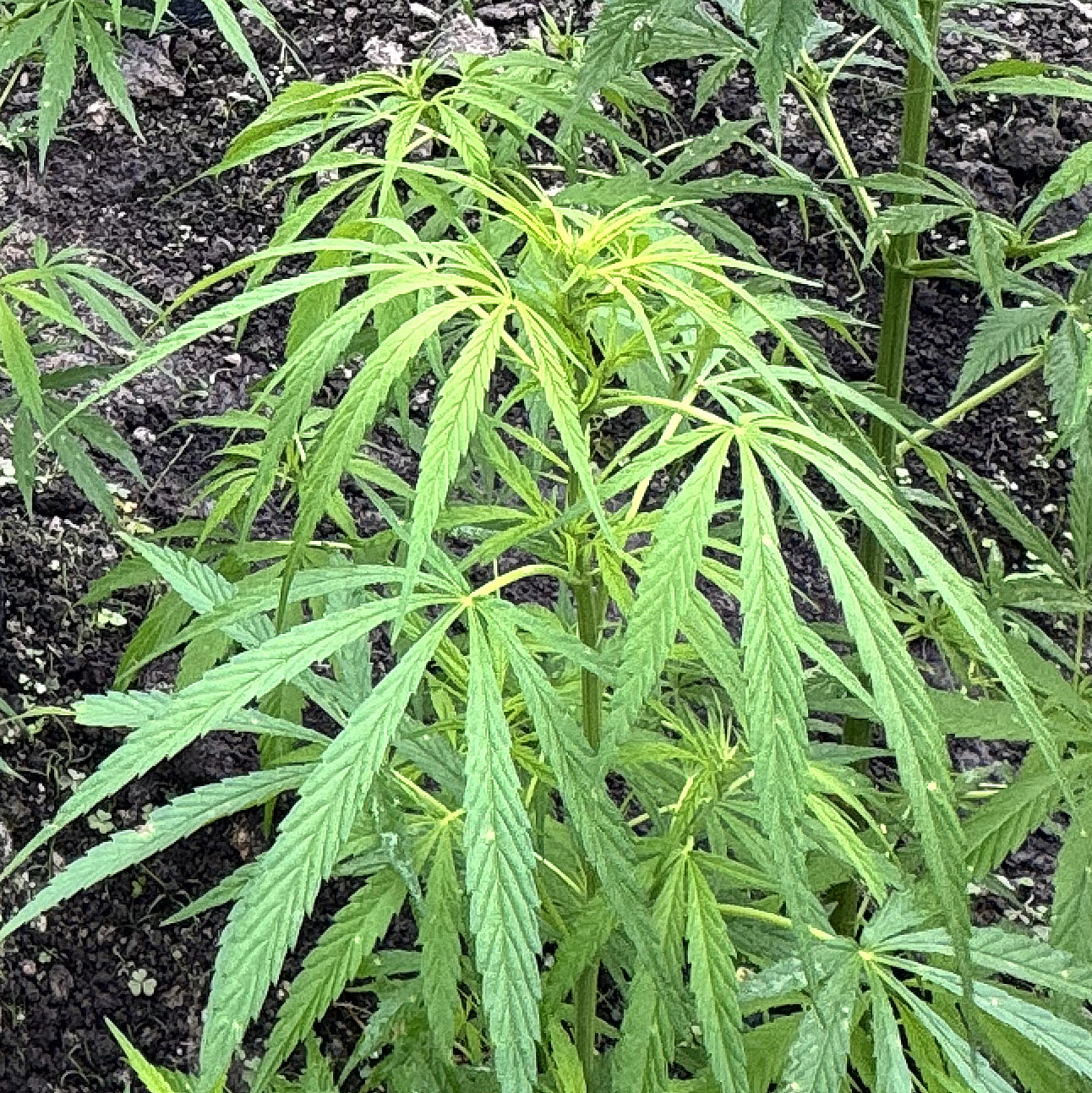 ACAPULCO GOLD (REEFERMAN)