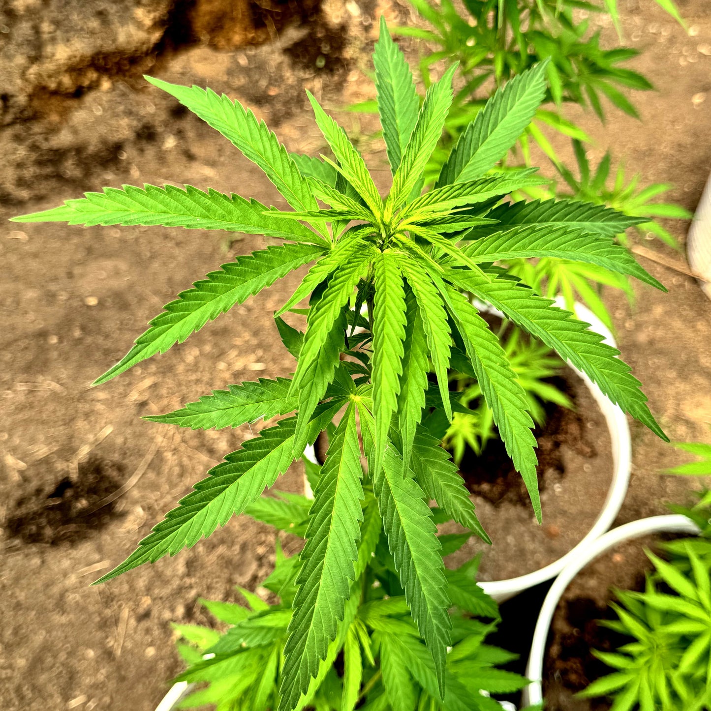 WATERMELON ICE CREAM