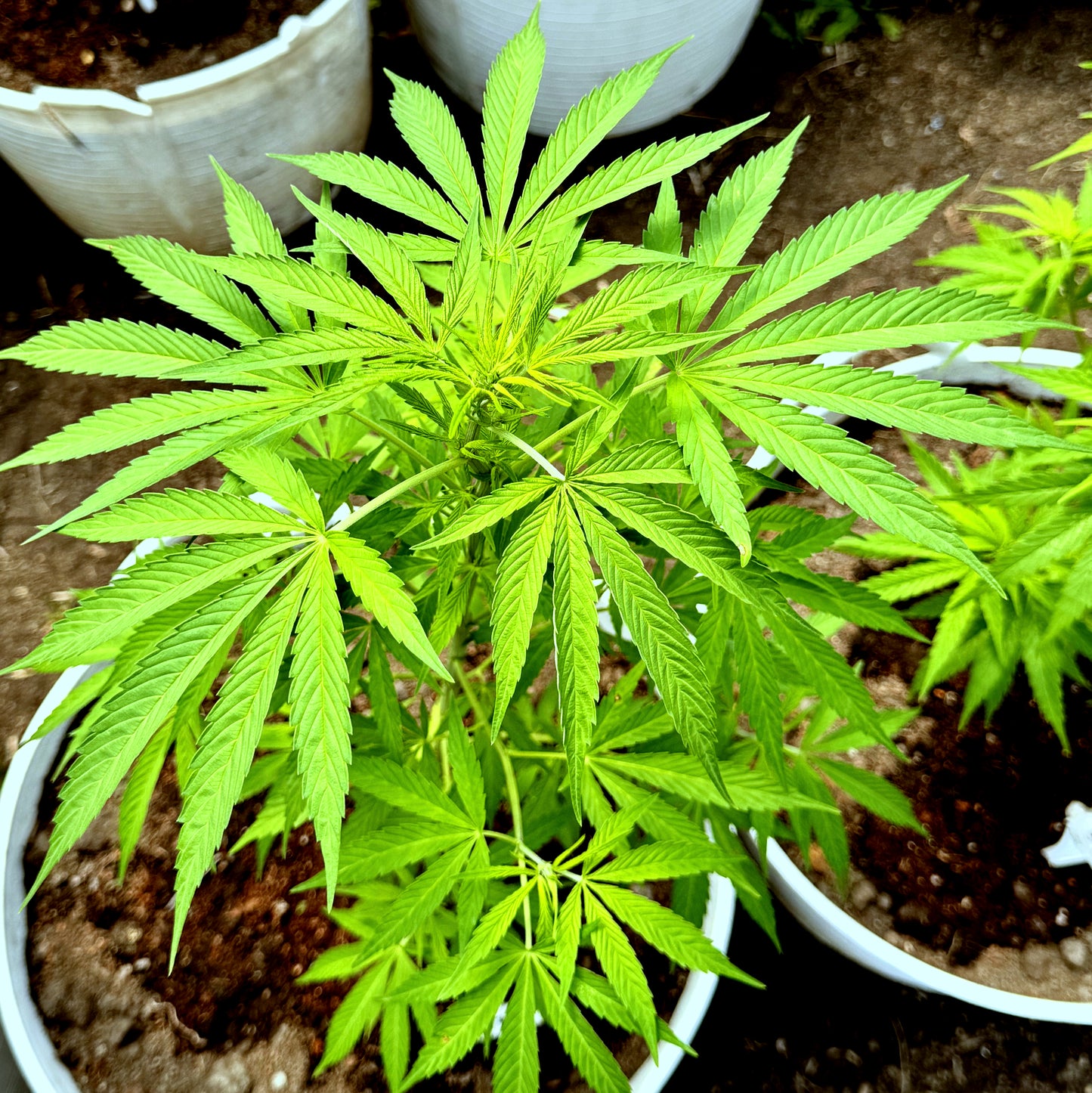 SHANTIBABA'S WHITE WIDOW