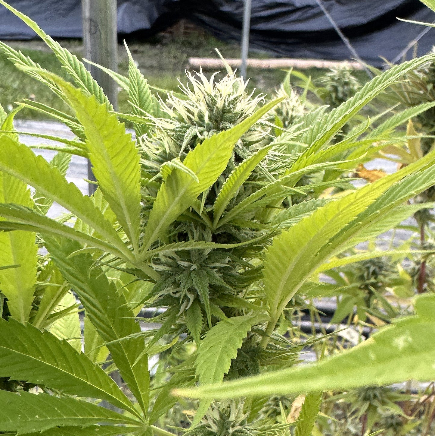 MEMORIES OF AFGHANISTAN