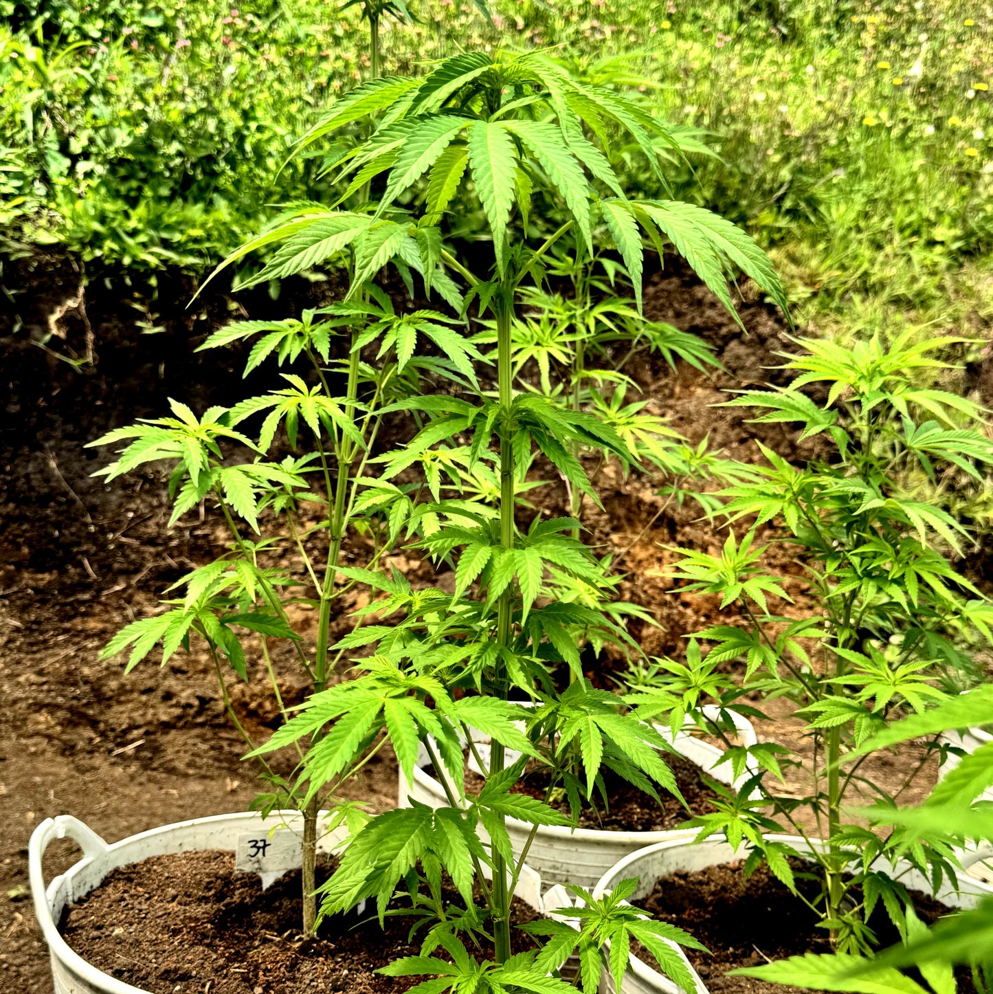 WATERMELON ICE CREAM