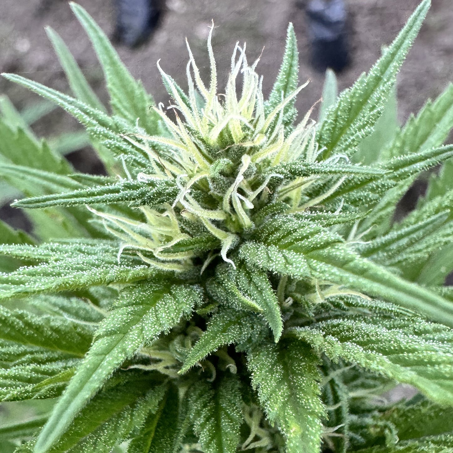 ACAPULCO GOLD (REEFERMAN)