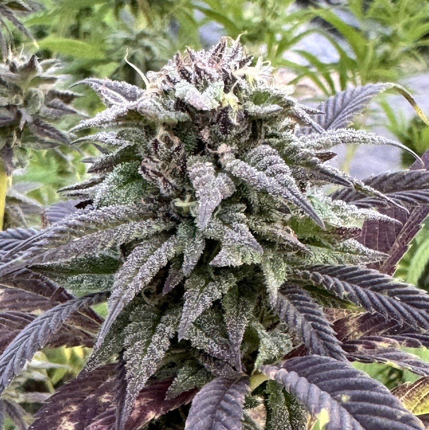 MEMORIES OF AFGHANISTAN