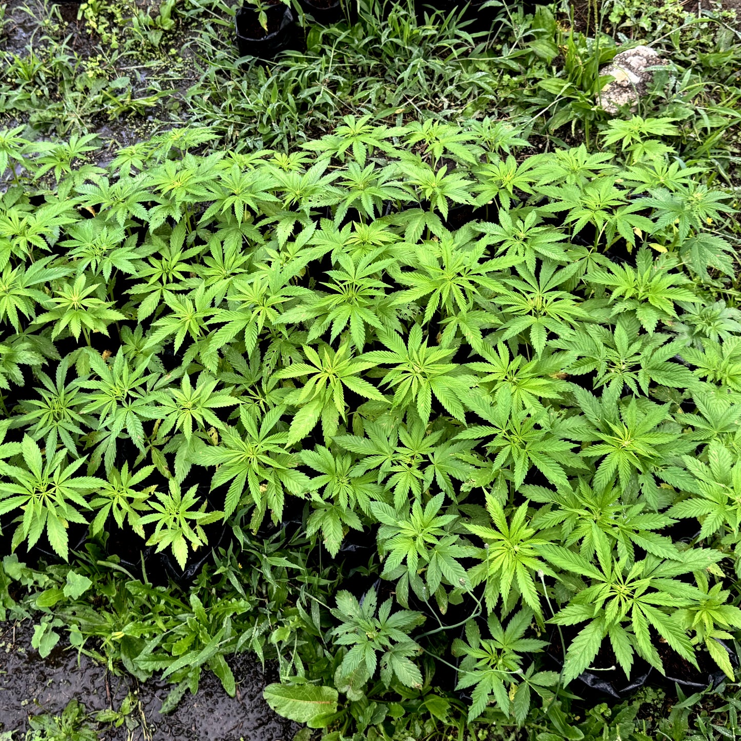 MEMORIES OF AFGHANISTAN