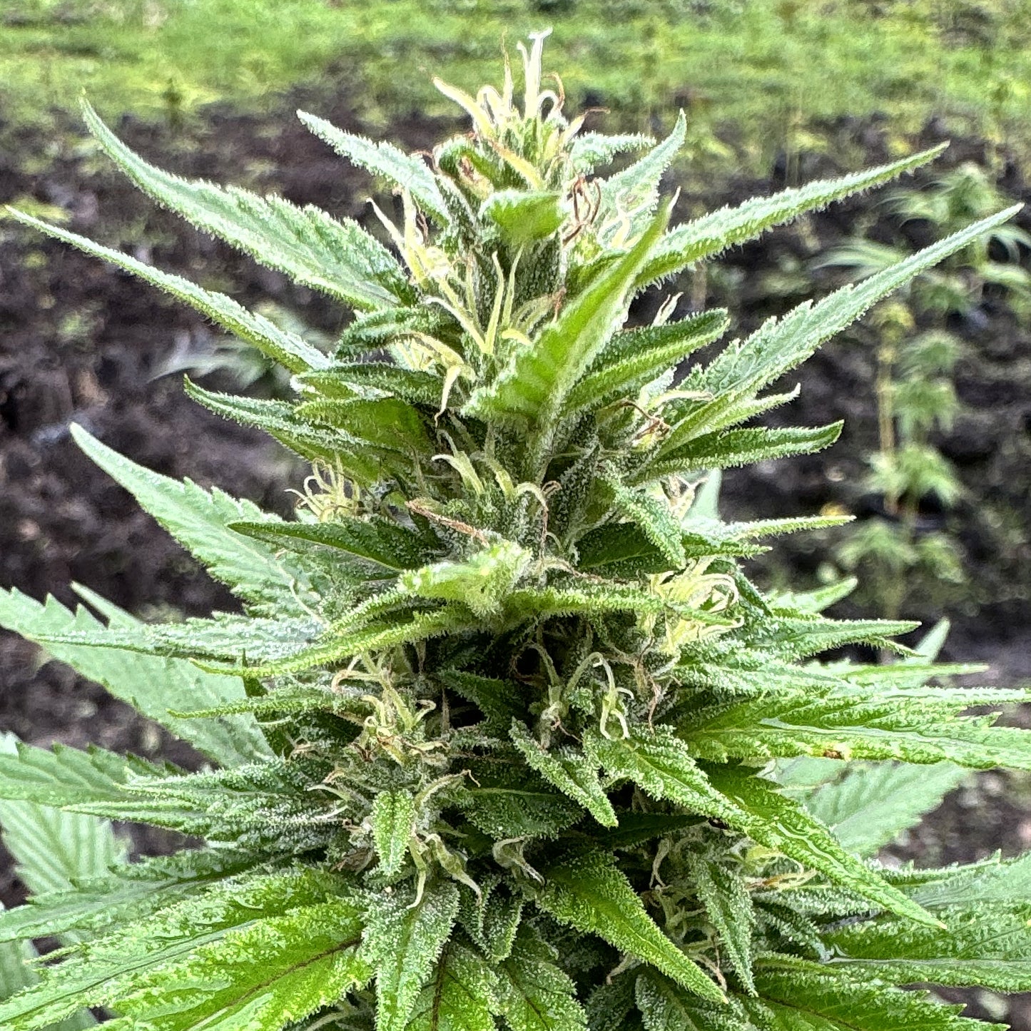 ACAPULCO GOLD (REEFERMAN)