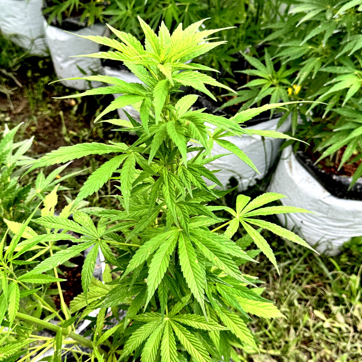 SHANTIBABA'S WHITE WIDOW