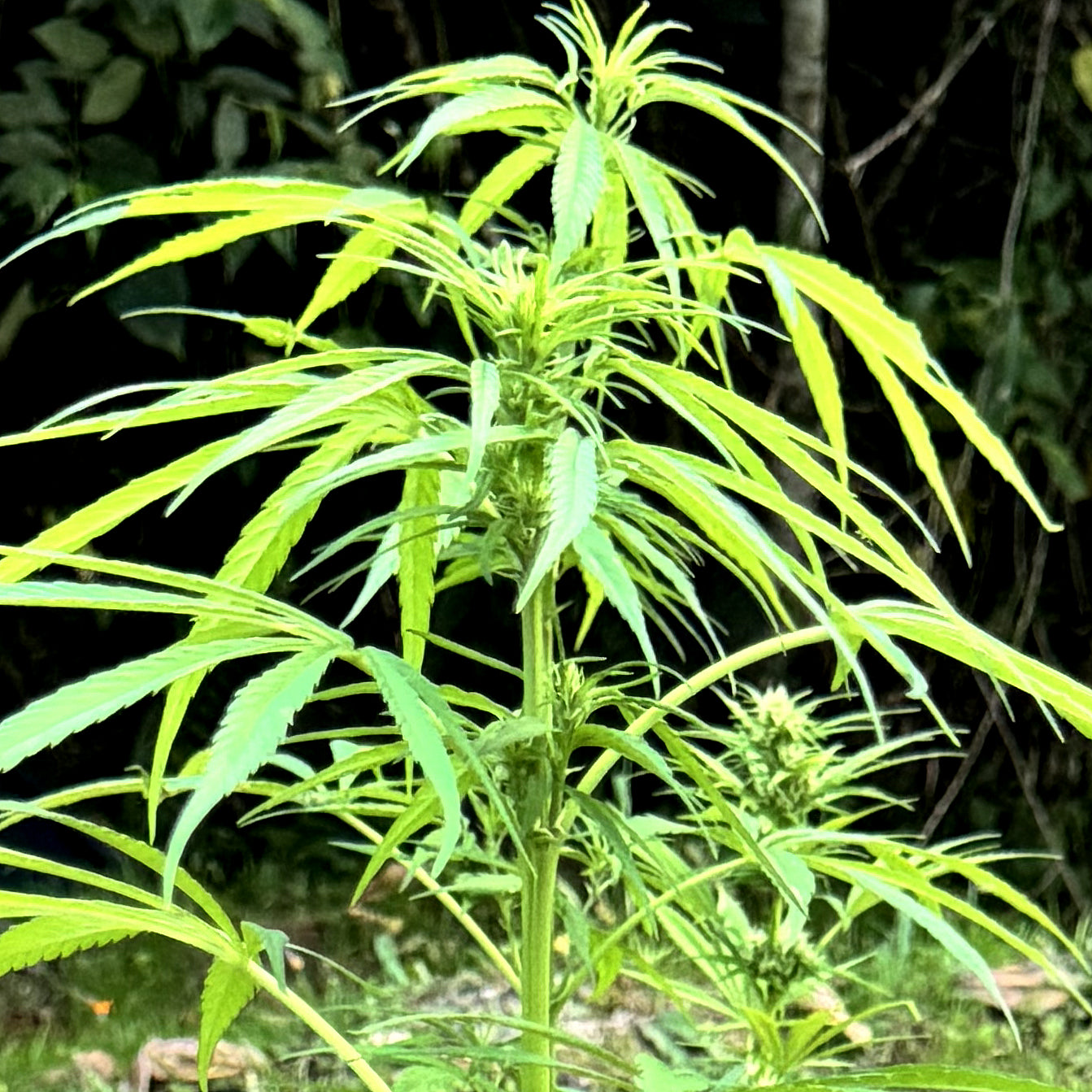 ACAPULCO GOLD (REEFERMAN)