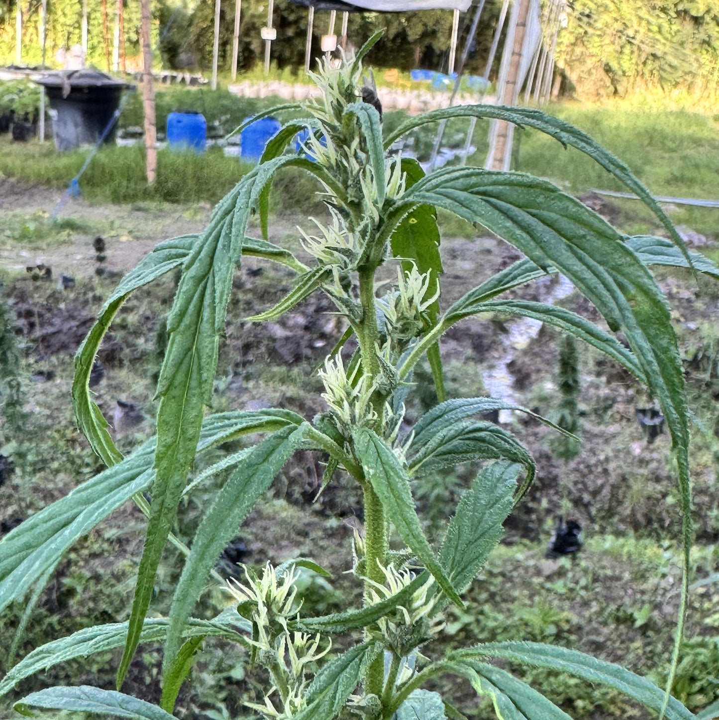 ACAPULCO GOLD (REEFERMAN)