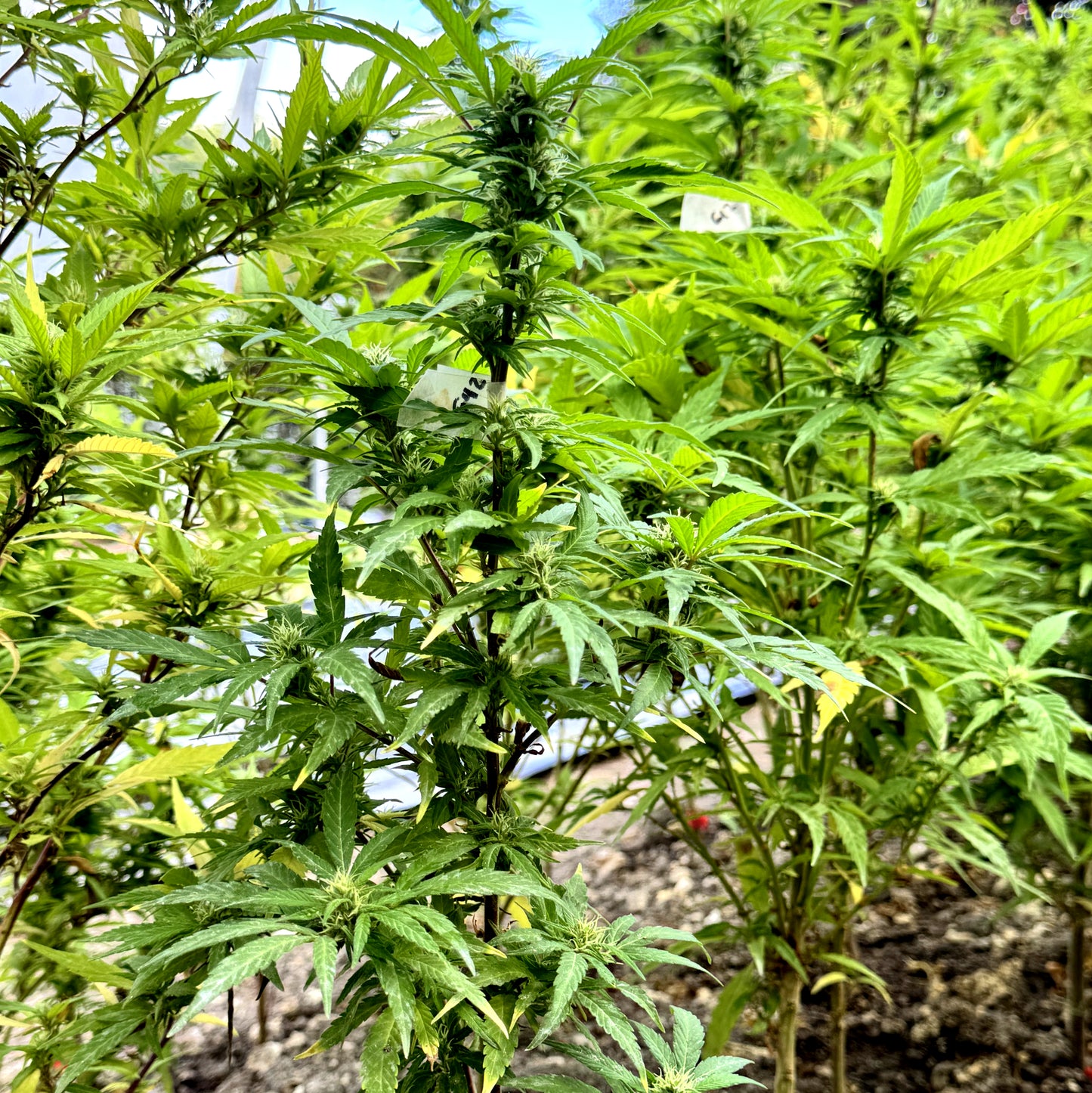 TARAH MAIDEN HASHPLANT