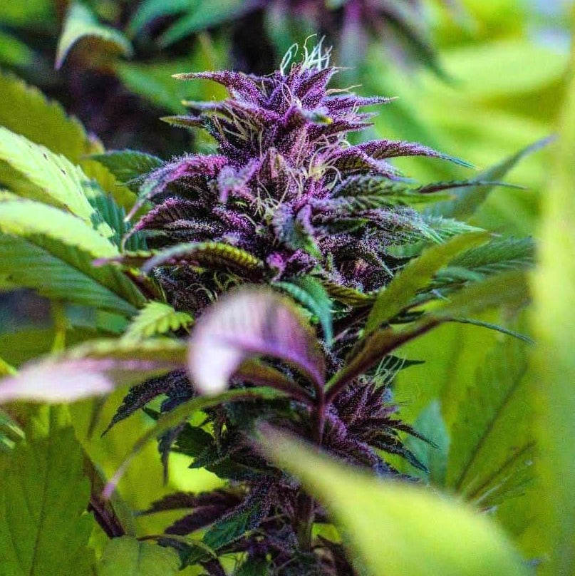 COLOMBIAN PURPLE GOLD