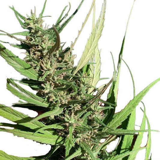 ACAPULCO GOLD (REEFERMAN)