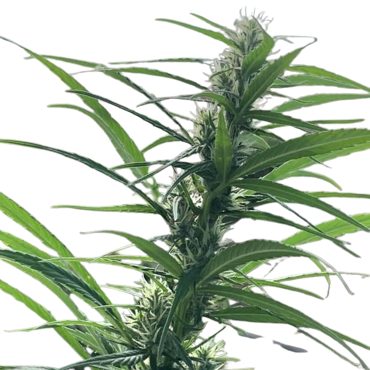 ACAPULCO GOLD (REEFERMAN)