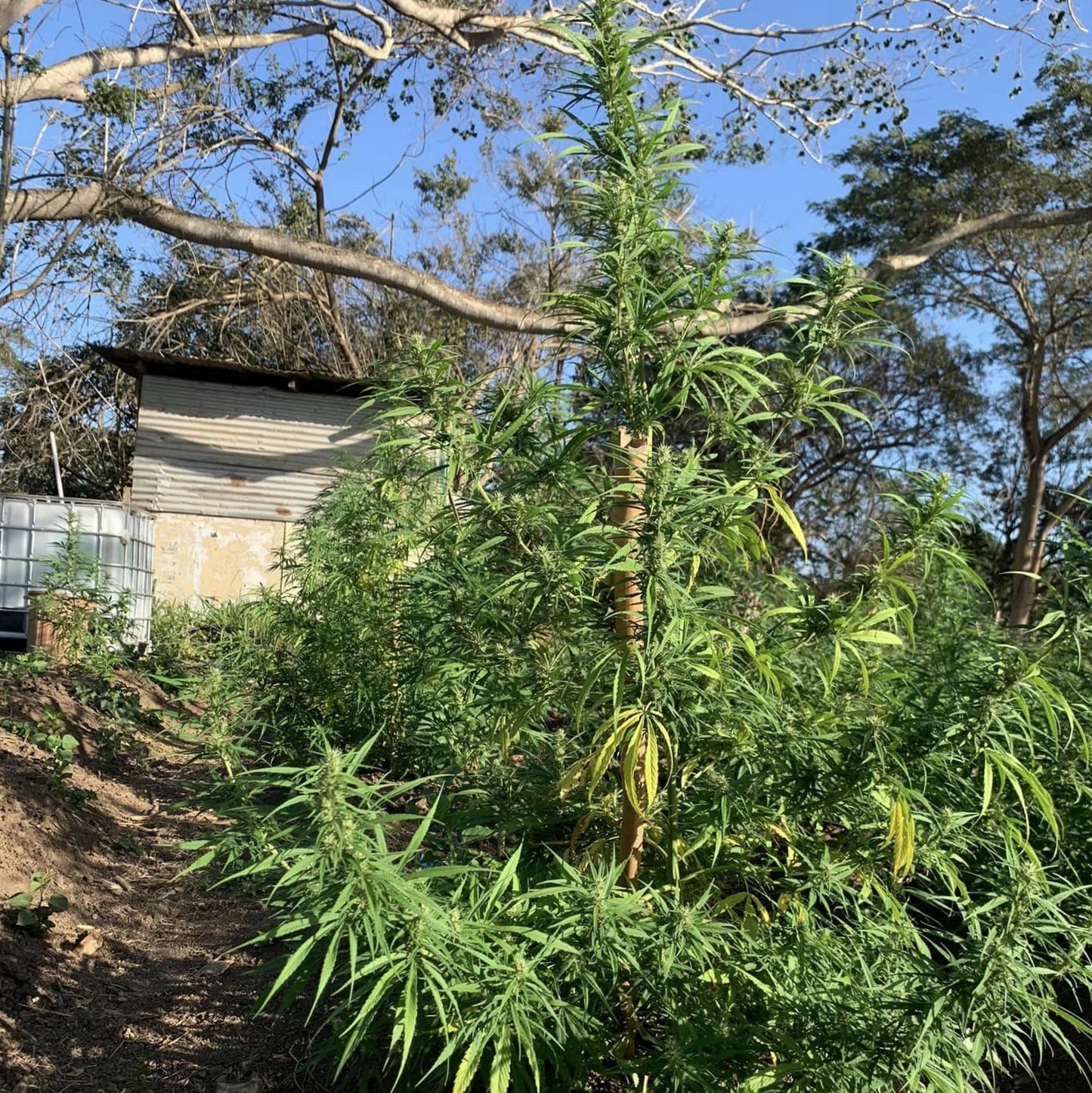 ACAPULCO GOLD (REEFERMAN)