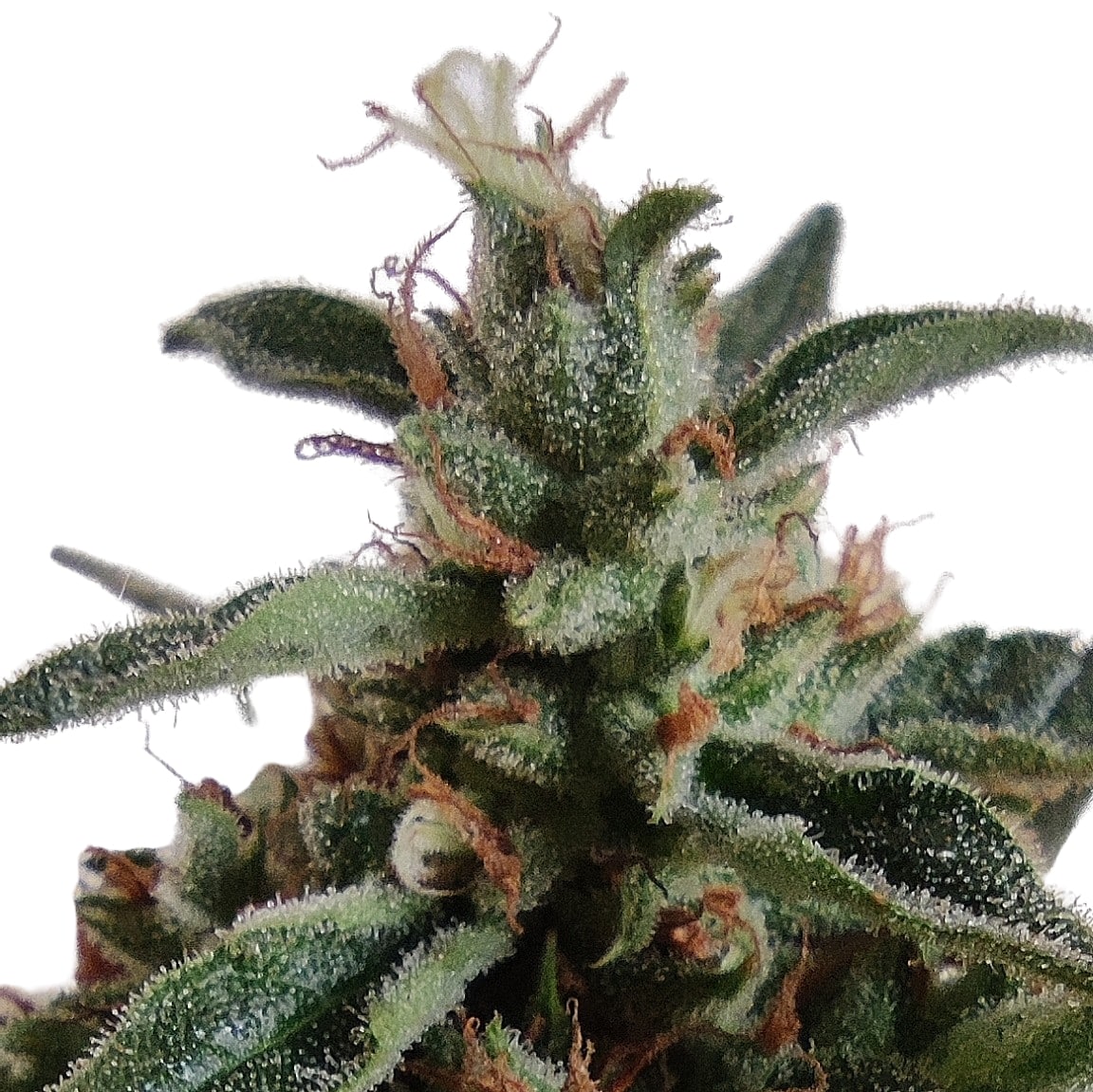 Big Sur Holy Weed flowering cannabis, as labeled by the cited image source