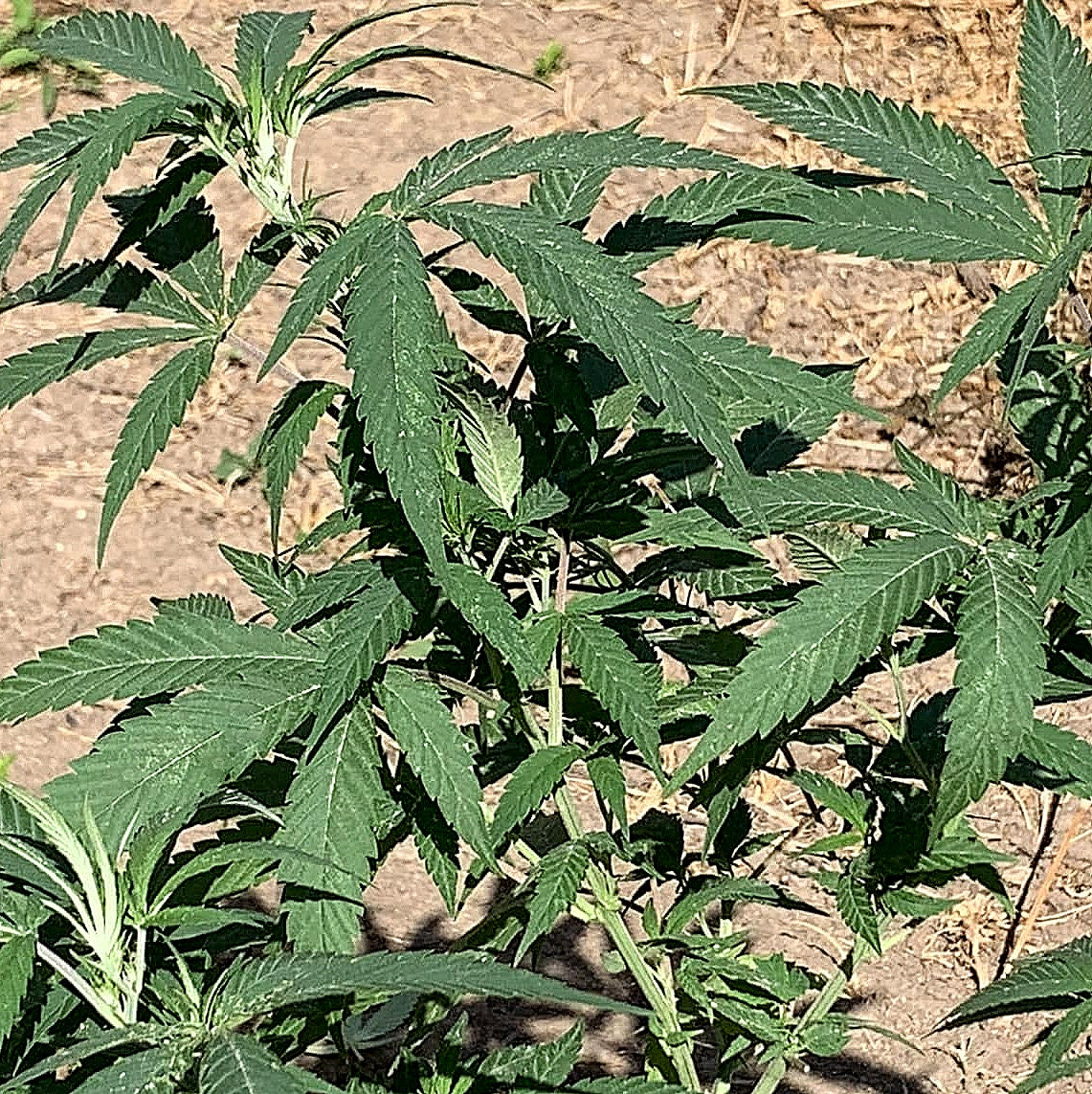 BIG SUR HOLY WEED