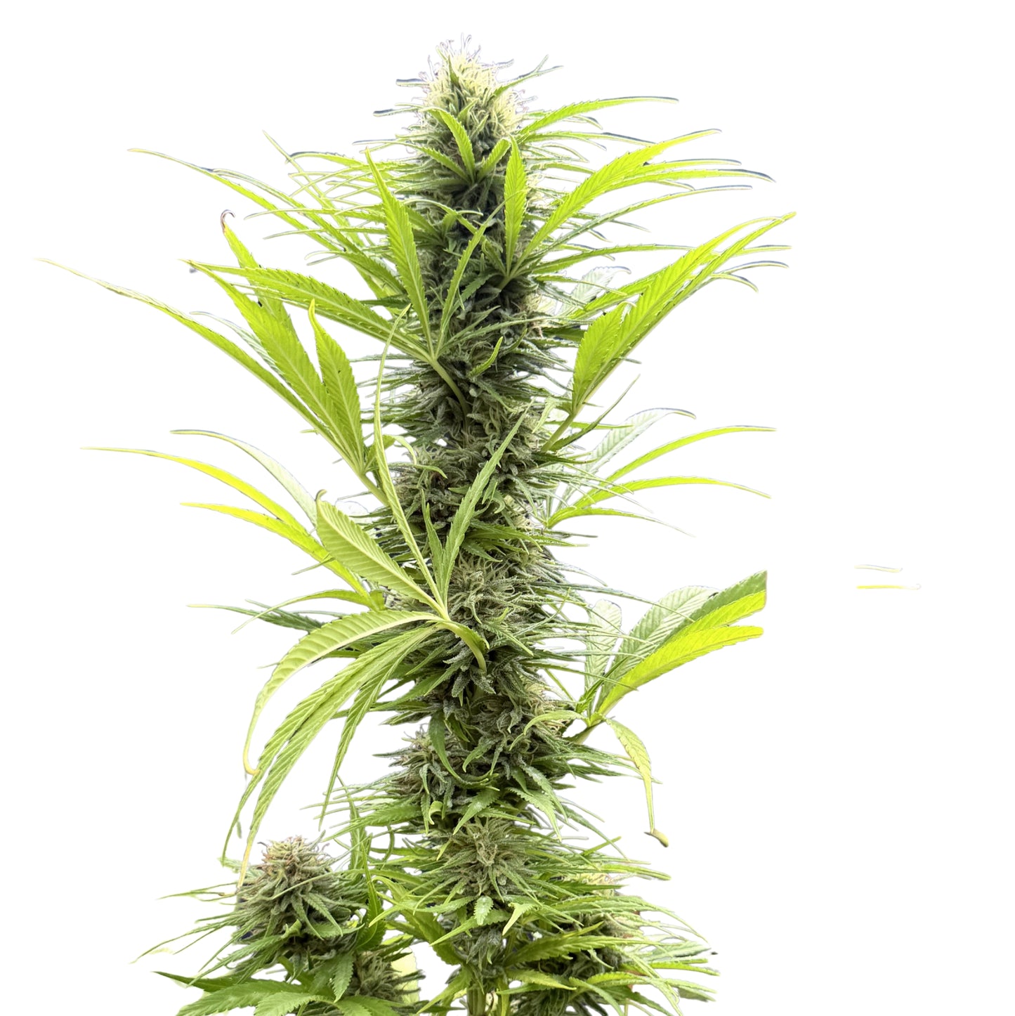 CINDY’S GRAPEFRUIT KUSH