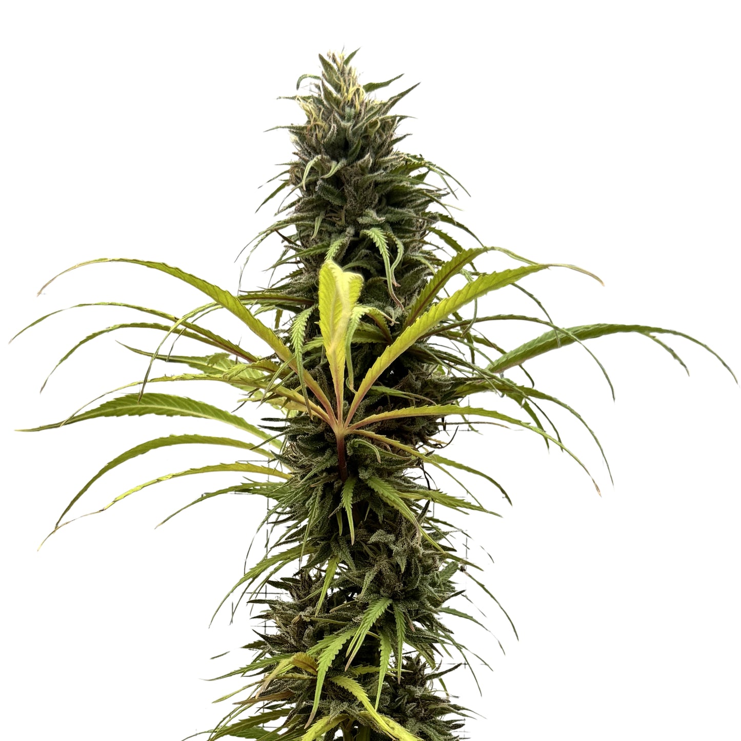 CINDY’S GRAPEFRUIT KUSH