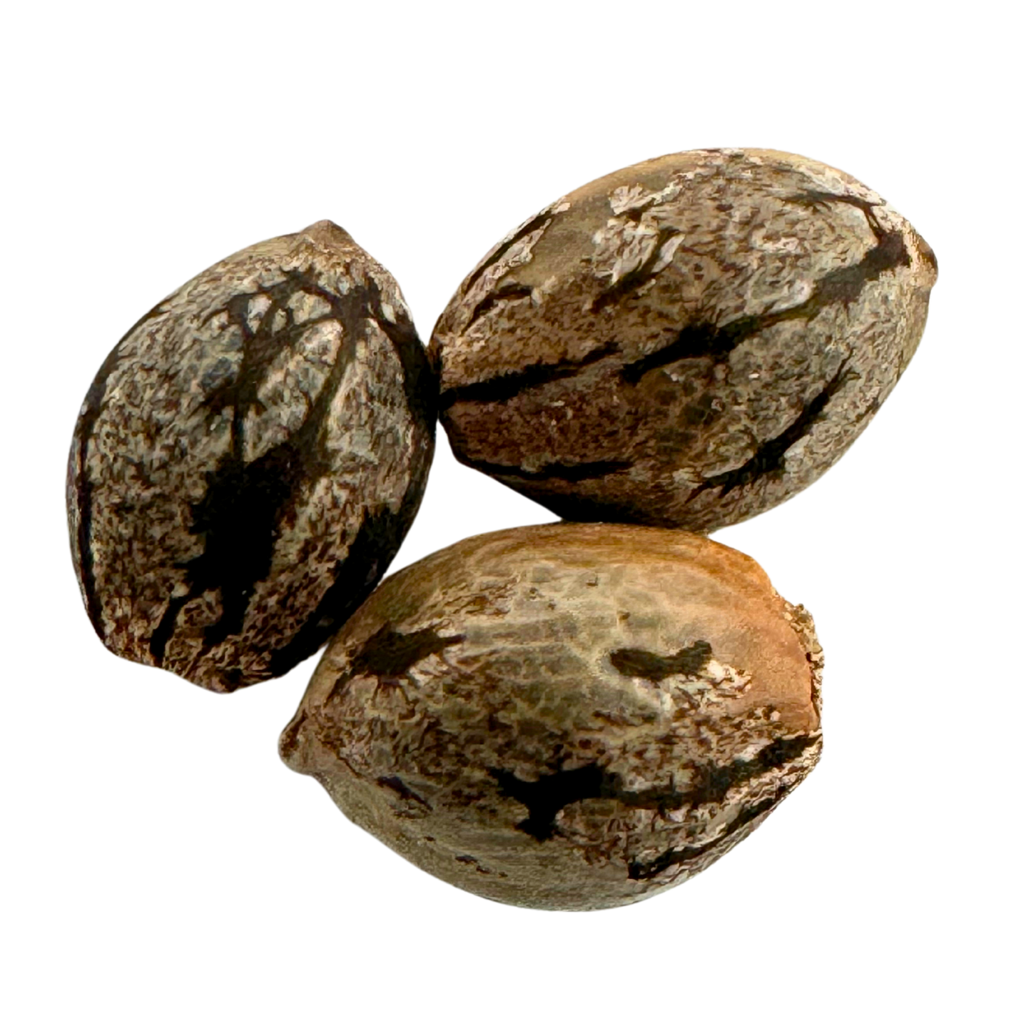 CINDY’S GRAPEFRUIT KUSH