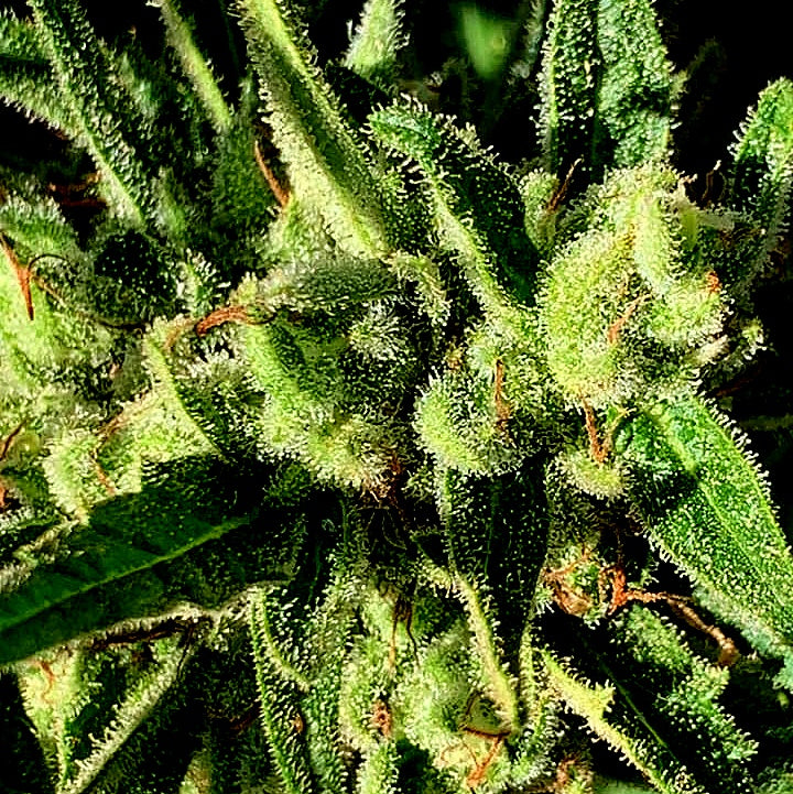 BLACK MAMBA (Vichada Black)