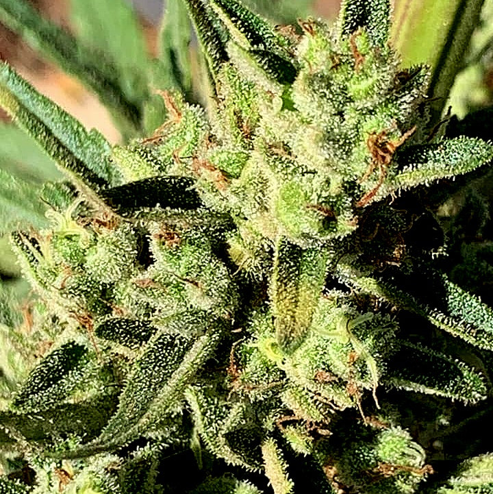 BLACK MAMBA (Vichada Black)