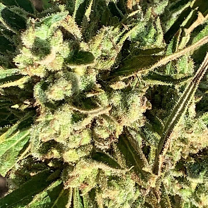 BLACK MAMBA (Vichada Black)