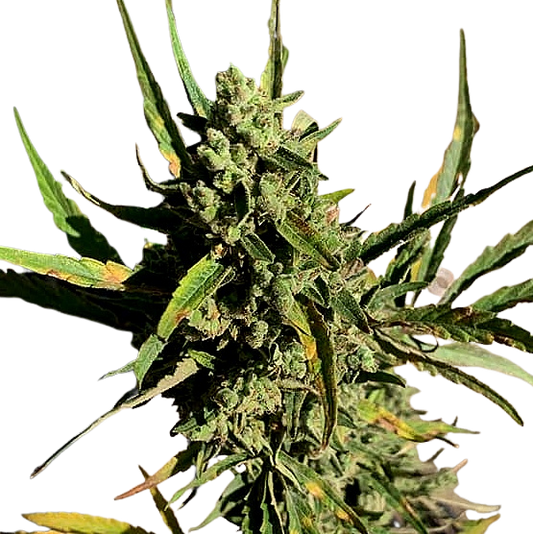 BLACK MAMBA (Vichada Black)