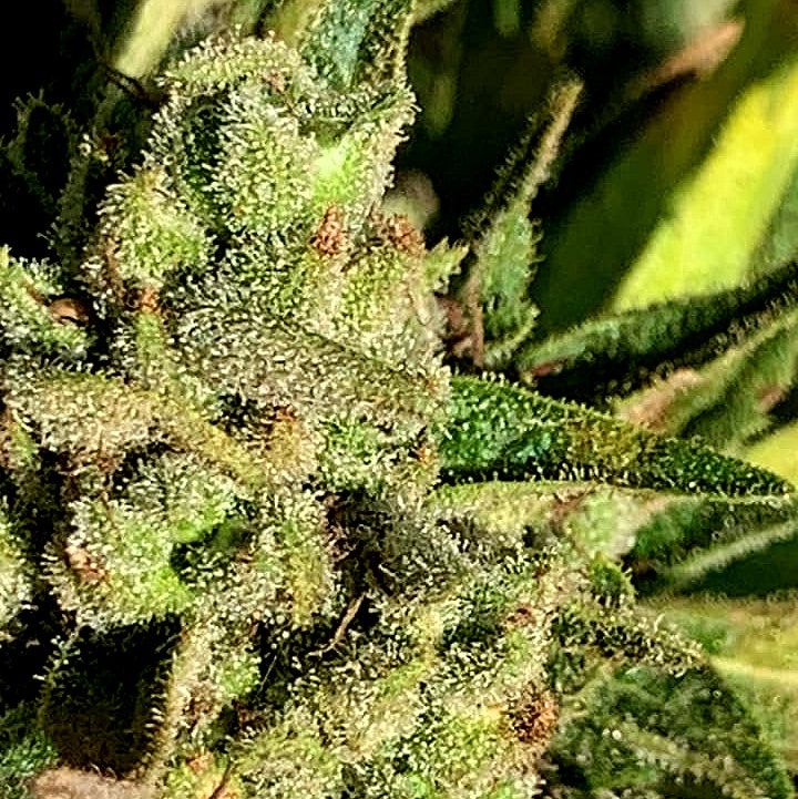 BLACK MAMBA (Vichada Black)