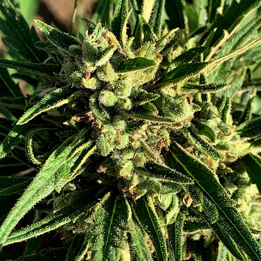 BLACK MAMBA (Vichada Black)