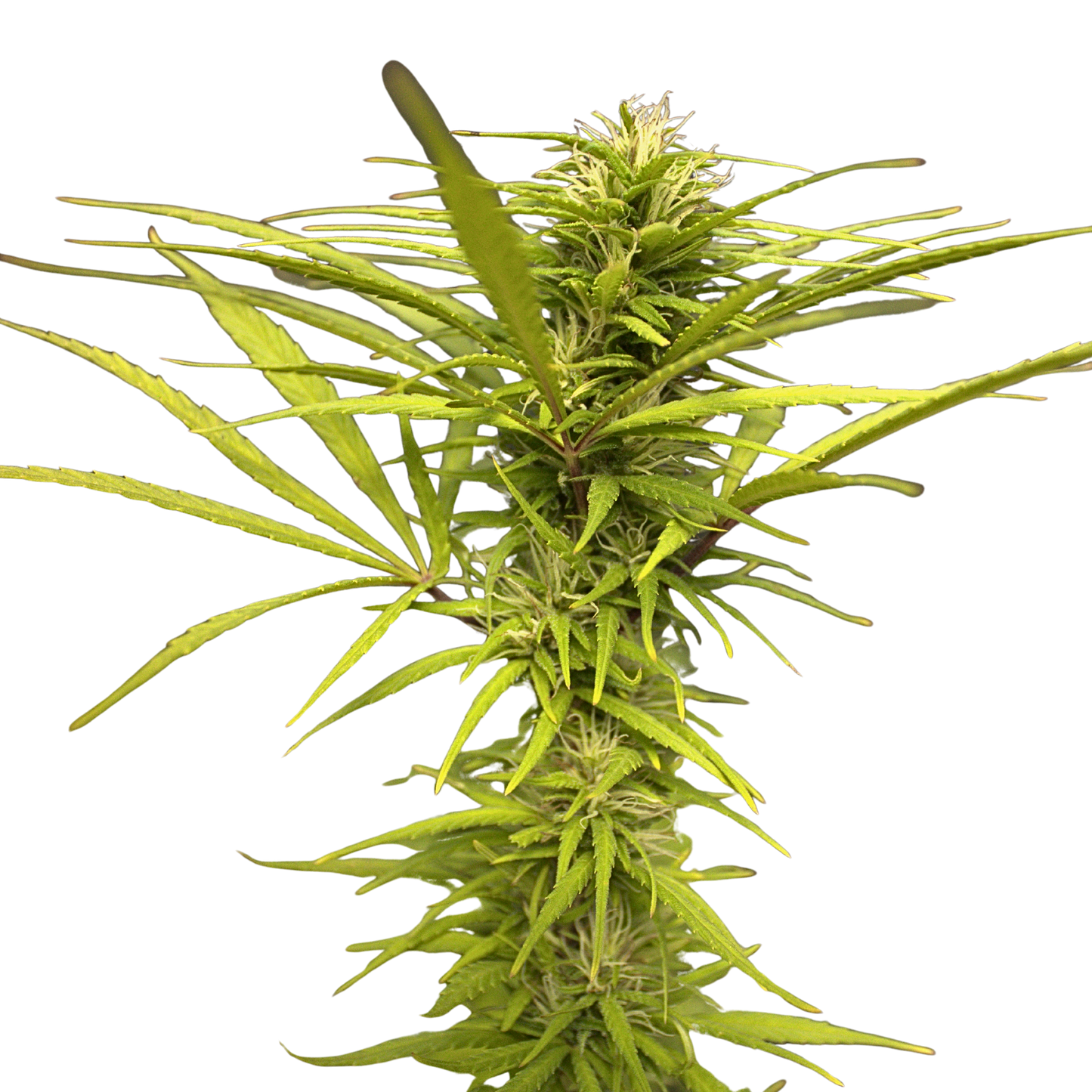 COLOMBIAN ORANGE RESERVE