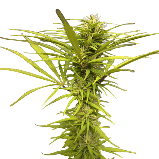 COLOMBIAN ORANGE RESERVE