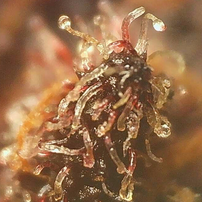 PURPLE GOLD COLOMBIANA