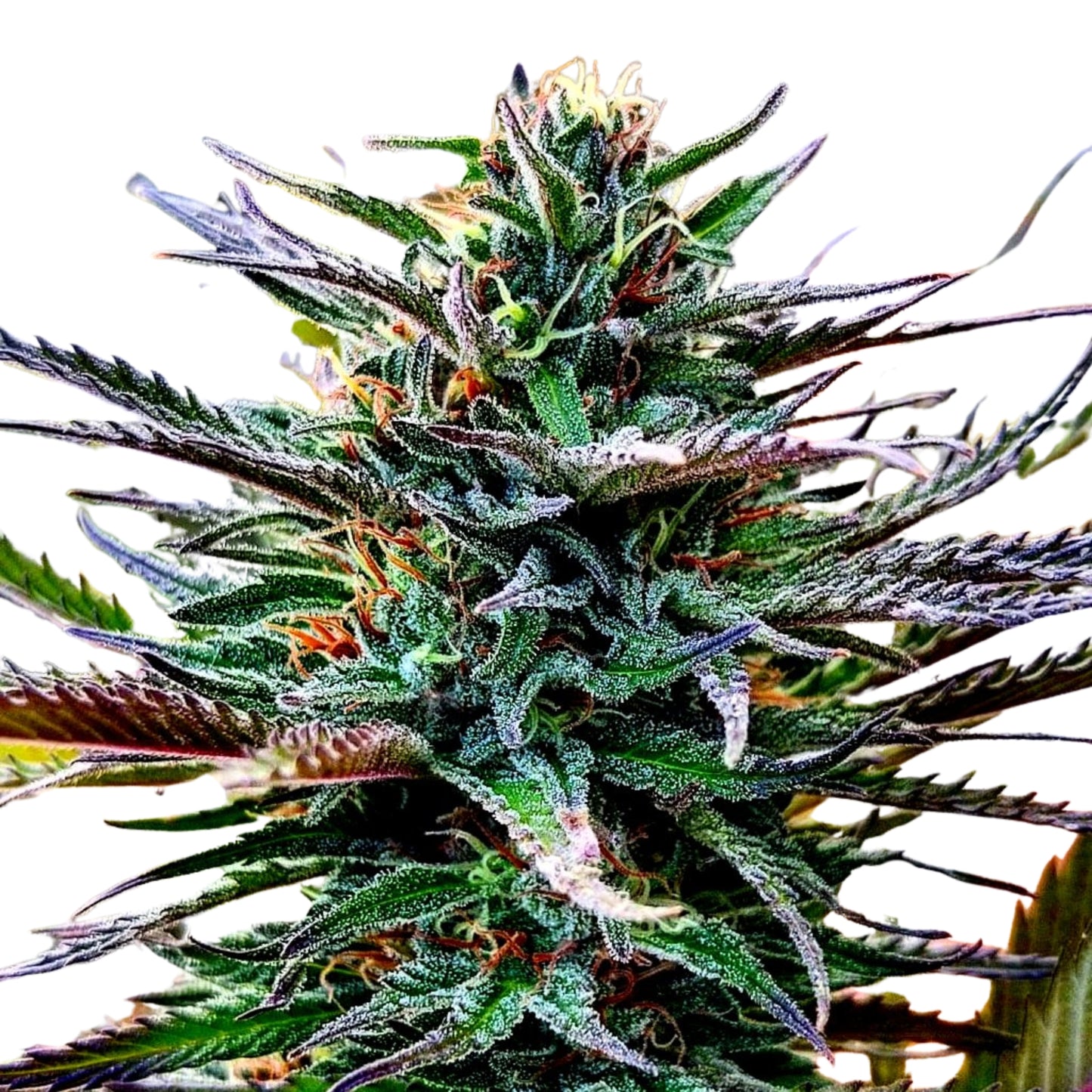 FRUIT COCKTAIL (SALPICON)