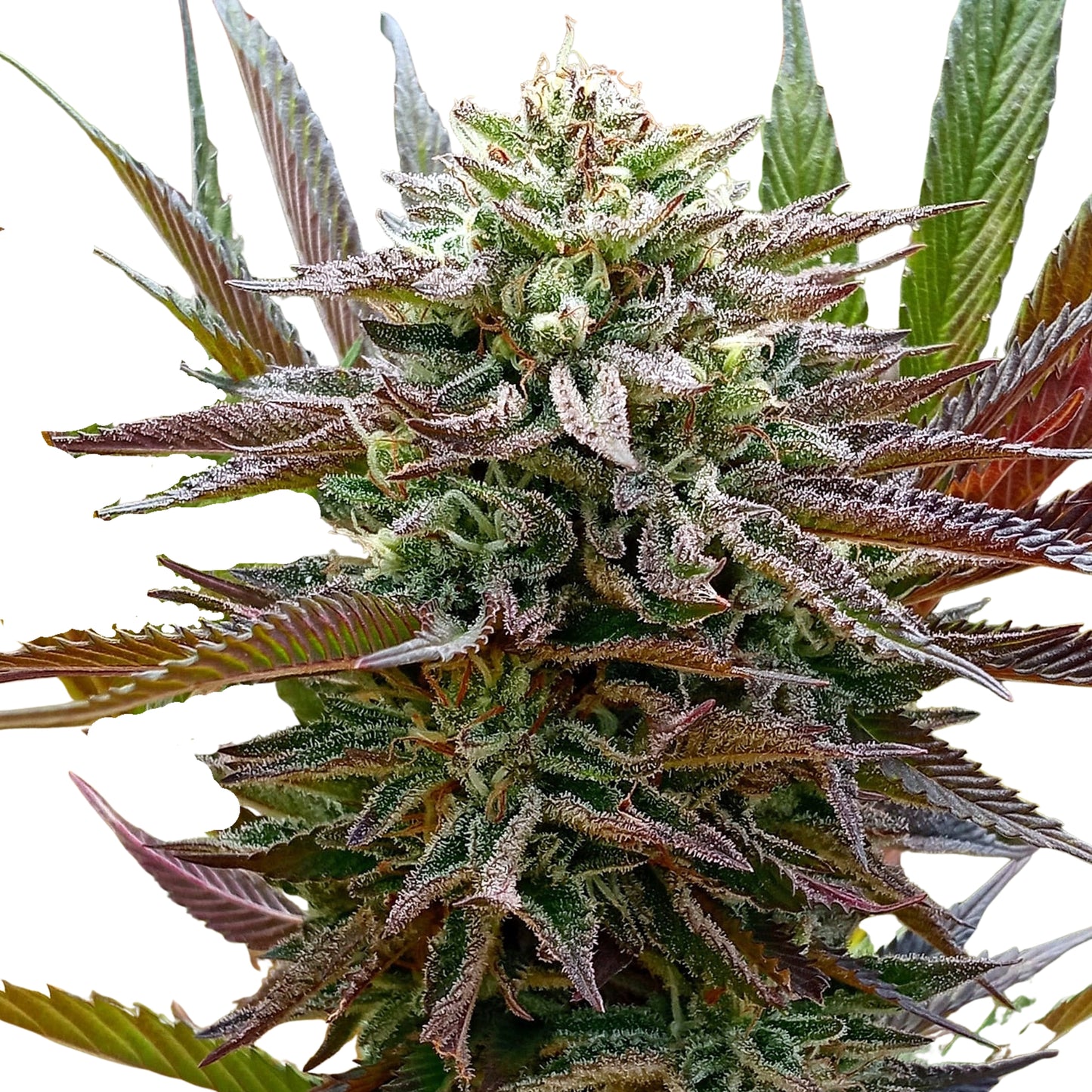 FRUIT COCKTAIL (SALPICON)