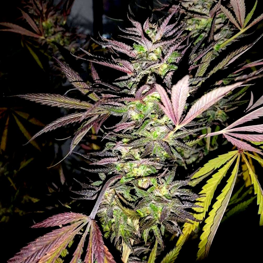 FRUIT COCKTAIL (SALPICON)