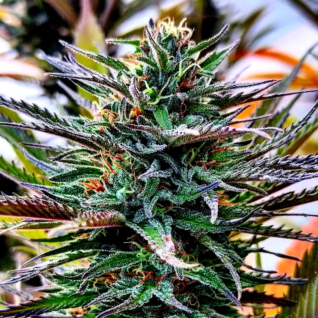 FRUIT COCKTAIL (SALPICON)