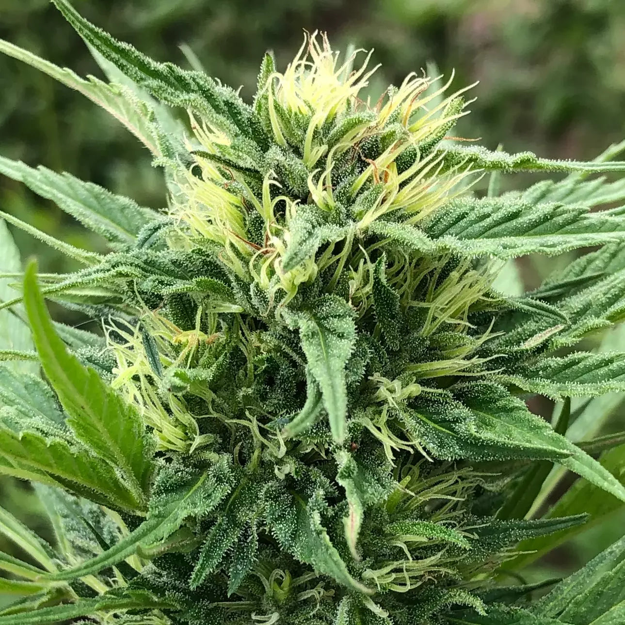 SOUR HAZE (LULO HAZE)