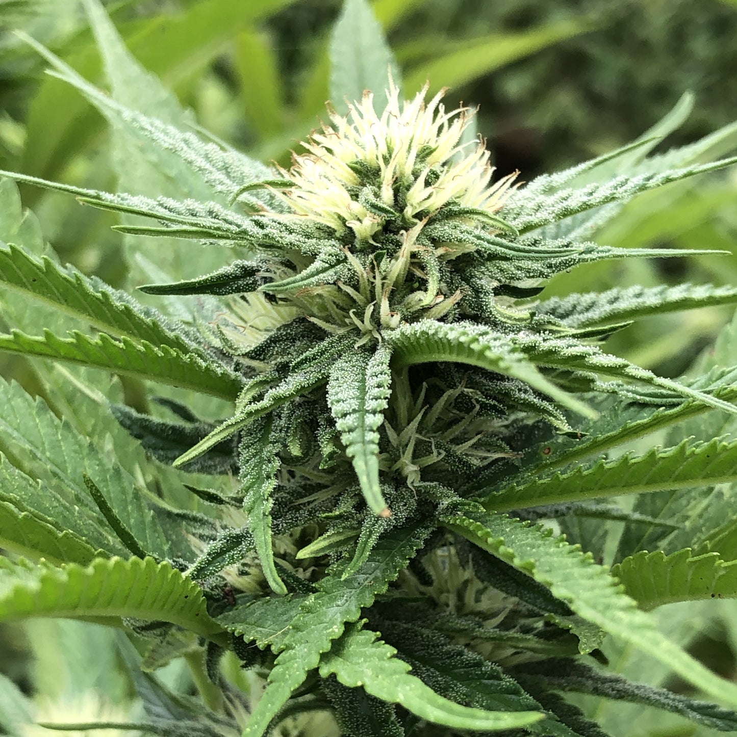 BIG SUR HOLY WEED