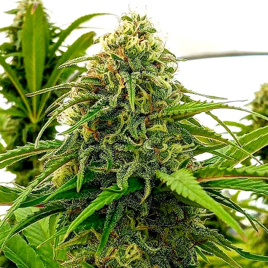 Kiwi flowering cannabis, as labeled by the cited photo source