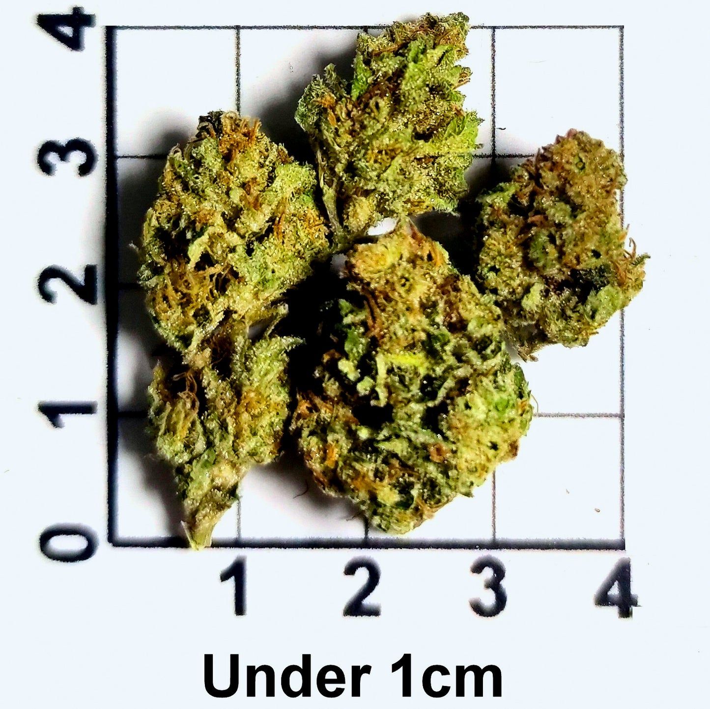 PINK GORILLA THC 22.98%