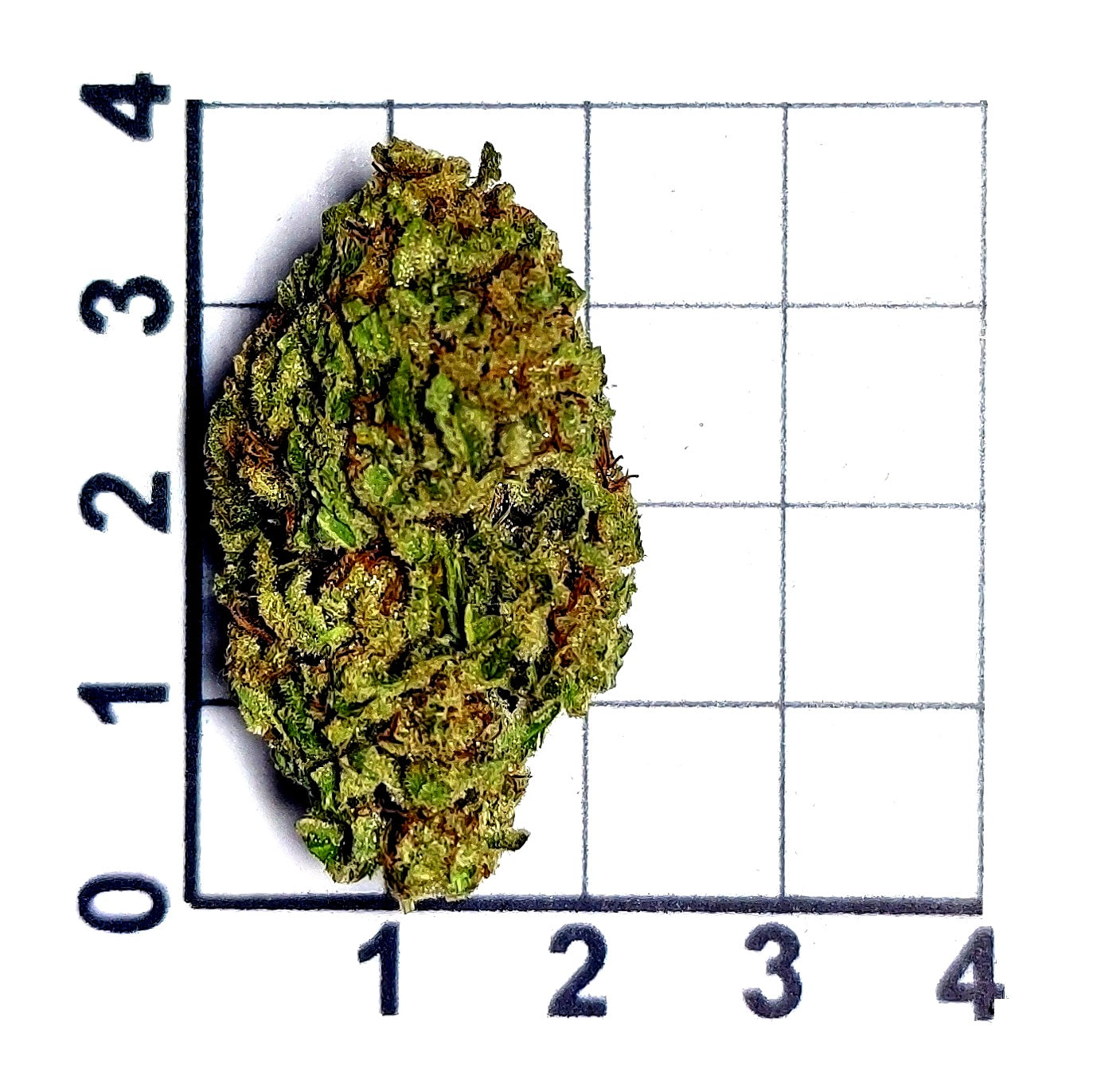BANANA OG FLOWER