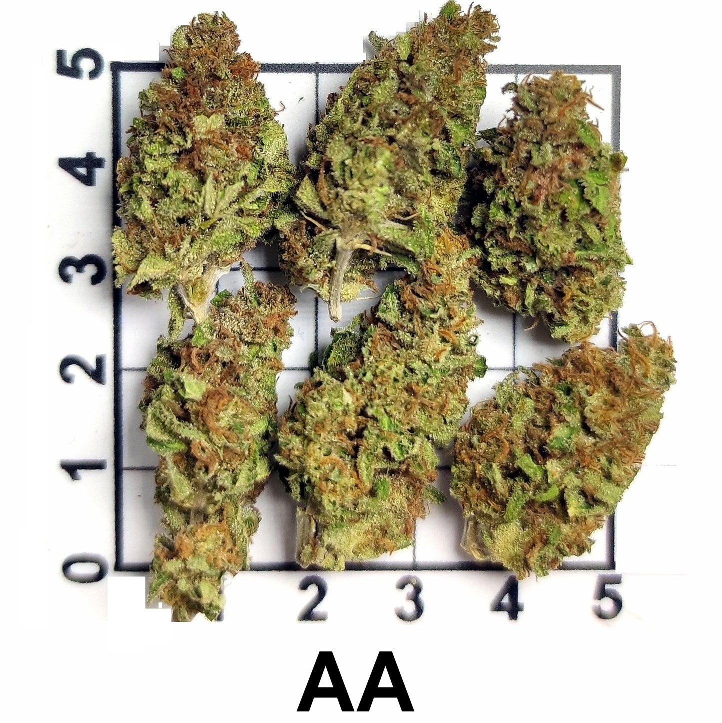 MENDO TANGIE FLOWER