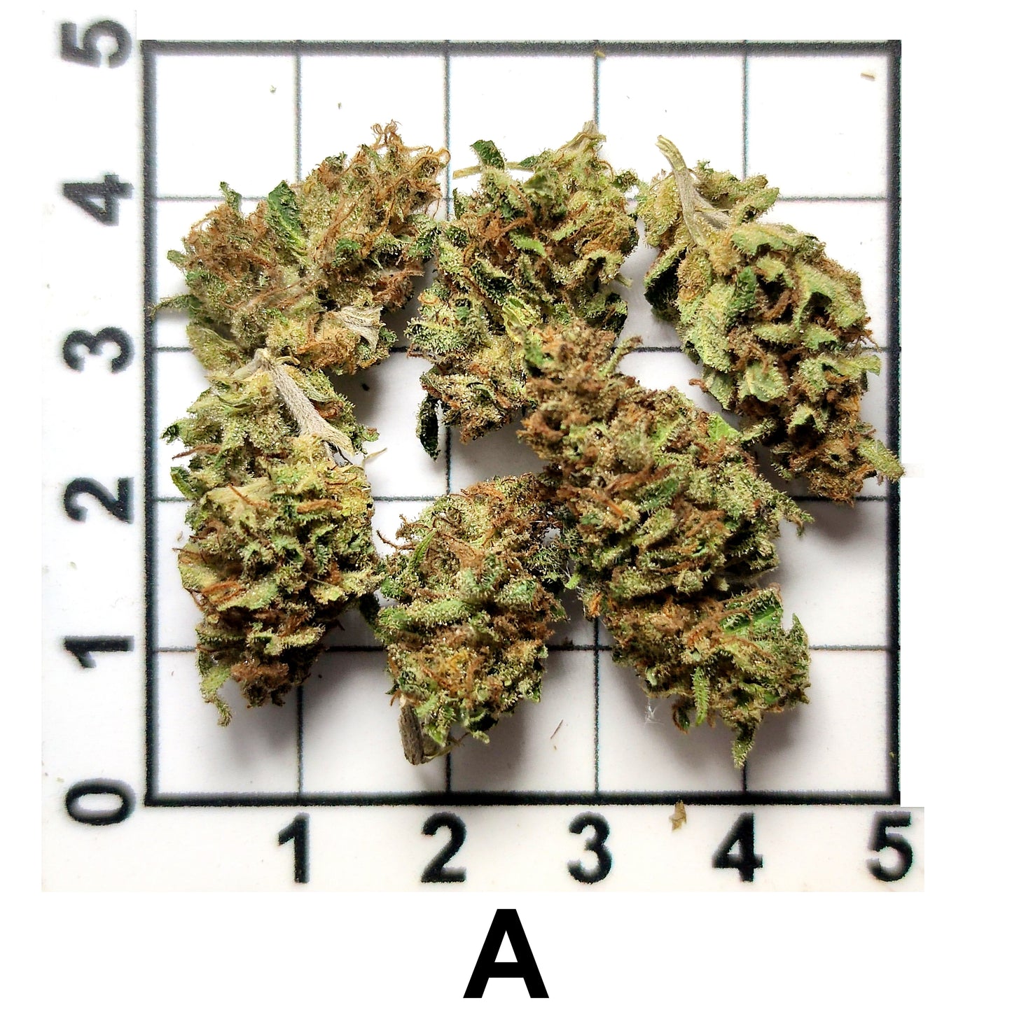 MENDO TANGIE FLOWER