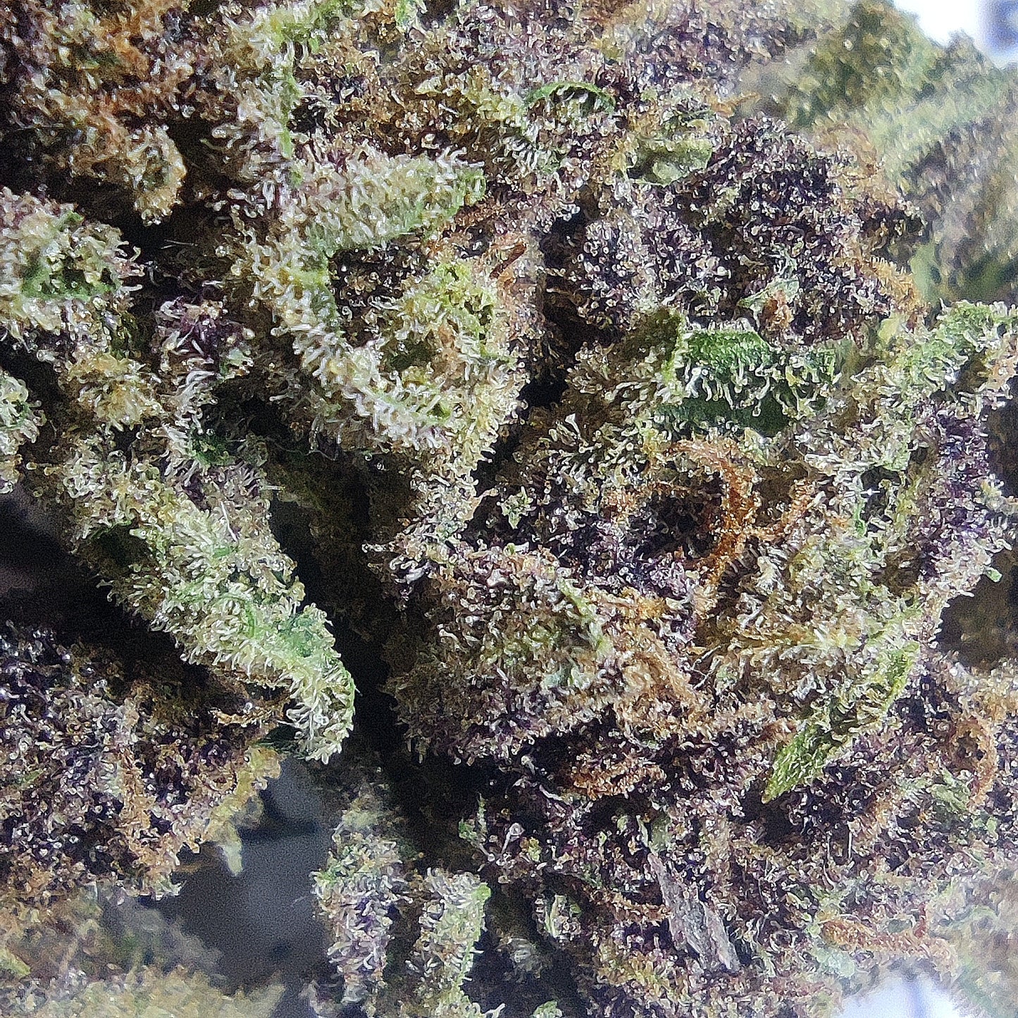 STRAWBERRY DIESEL THC 23.14%