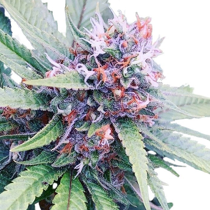 JIHADI KUSH HASHPLANT