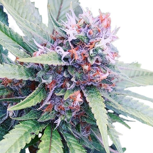 JIHADI KUSH HASHPLANT